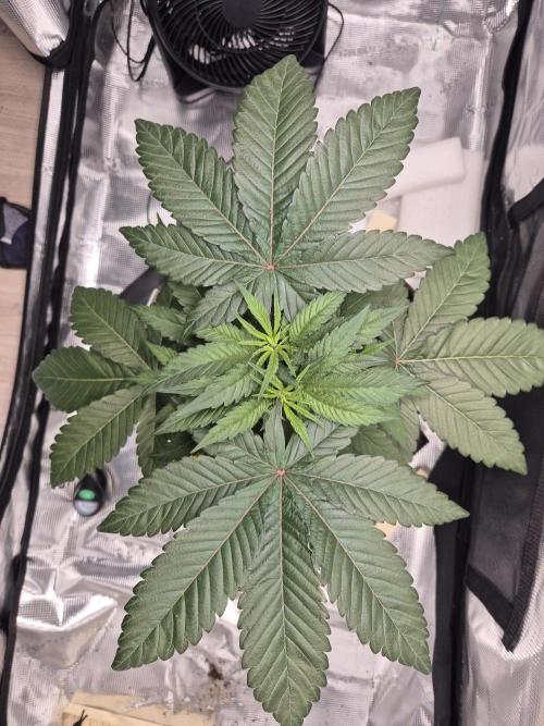 Frozen Marker. Week 4