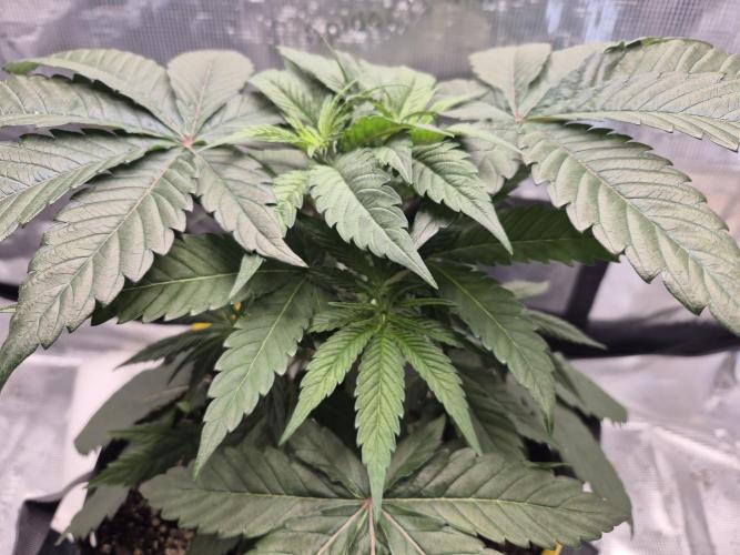 Frozen Marker. Week 4