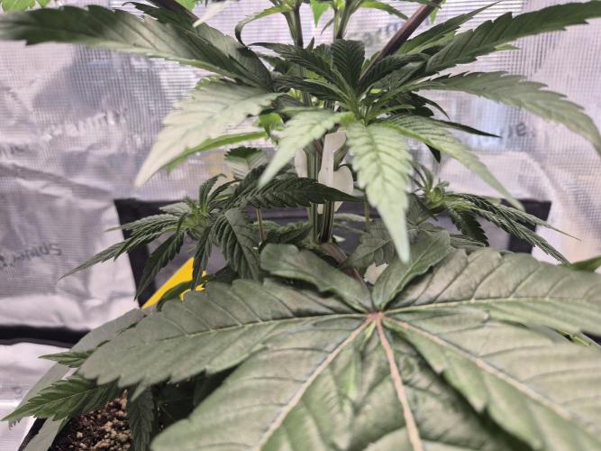 Frozen Marker. Week 4