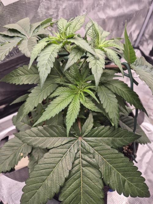 Frozen Marker. Week 4