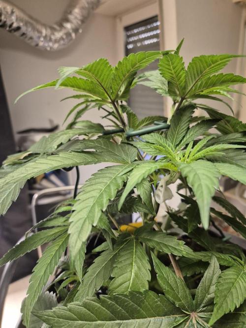 Frozen Marker. Week 4