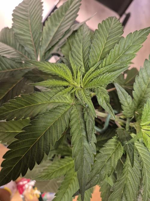 Frozen Marker. Week 4