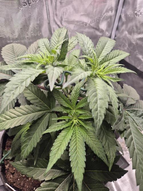 Frozen Marker. Week 4