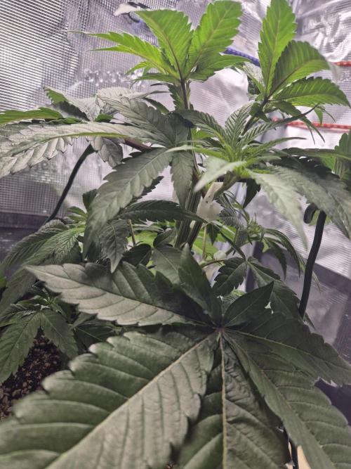 Frozen Marker. Week 4