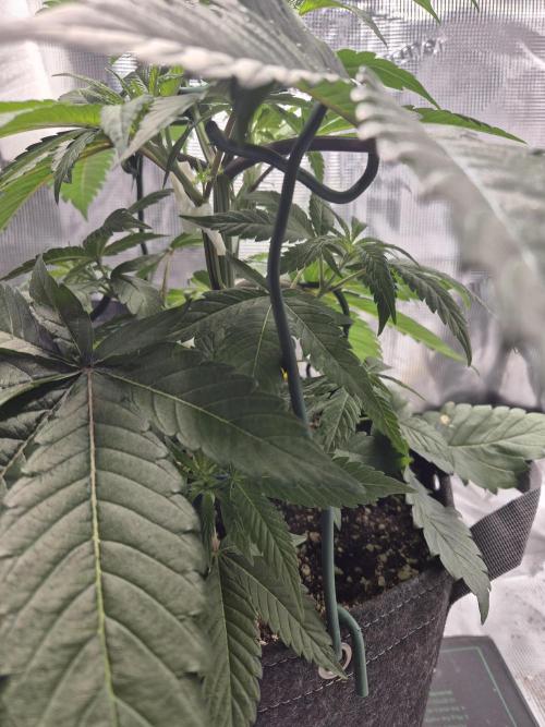 Frozen Marker. Week 4