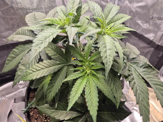 Frozen Marker. Week 4