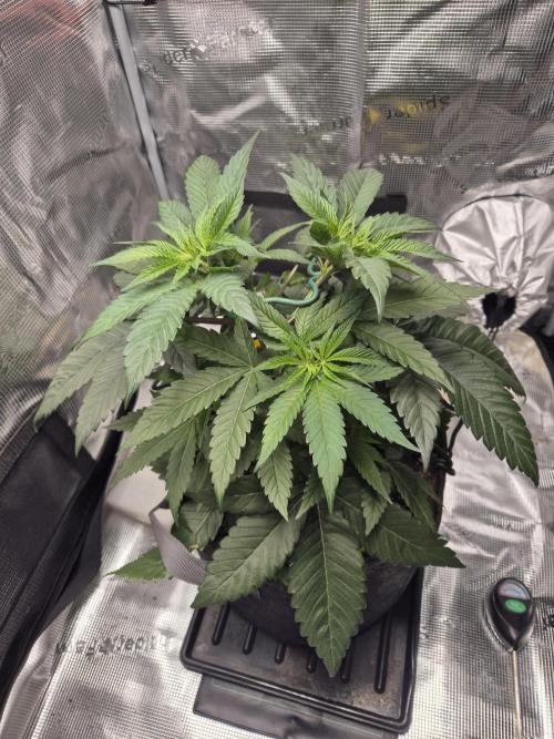 Frozen Marker. Week 4