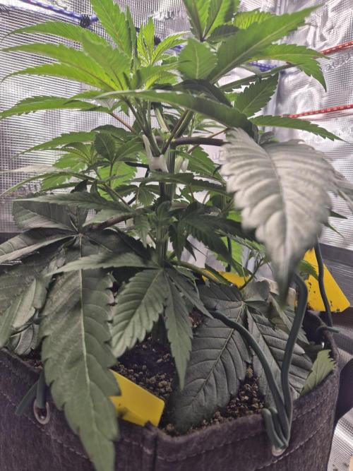 Frozen Marker. Week 4