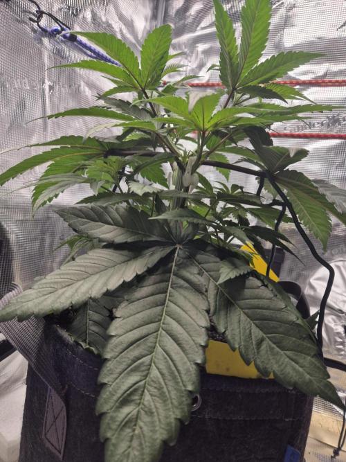 Frozen Marker. Week 4