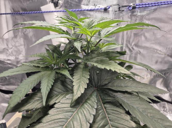 Frozen Marker. Week 4