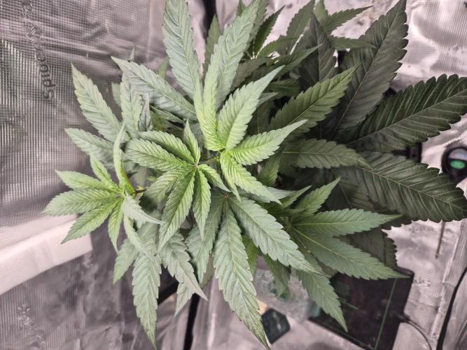 Frozen Marker. Week 5