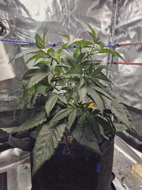 Frozen Marker. Week 5