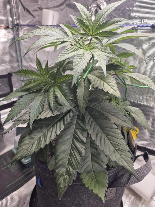 Frozen Marker. Week 5