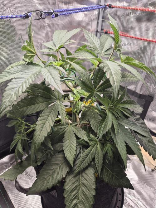 Frozen Marker. Week 5