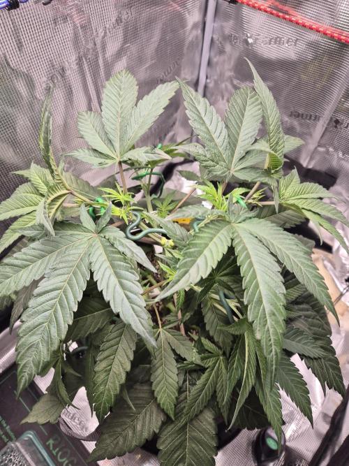 Frozen Marker. Week 5