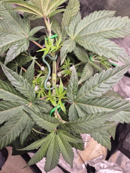 Frozen Marker. Week 5