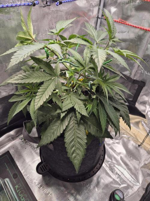 Frozen Marker. Week 5