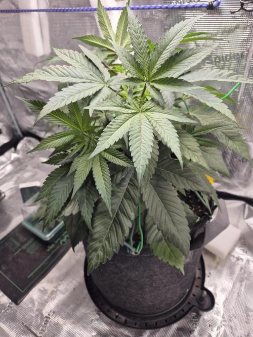 Frozen Marker. Week 5