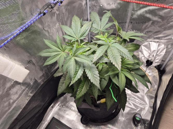 Frozen Marker. Week 5