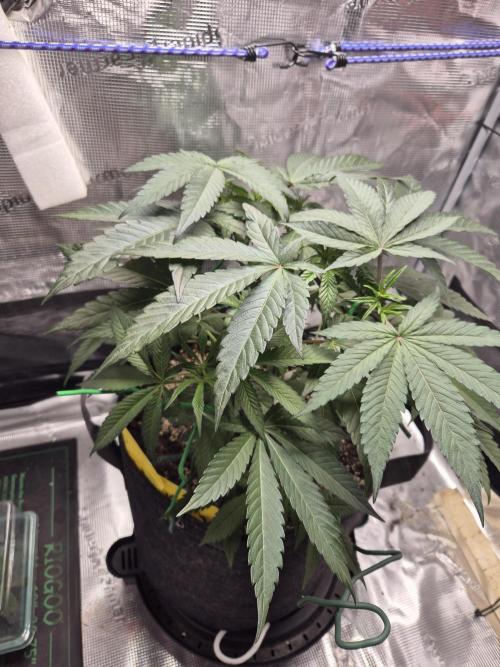 Frozen Marker. Week 5