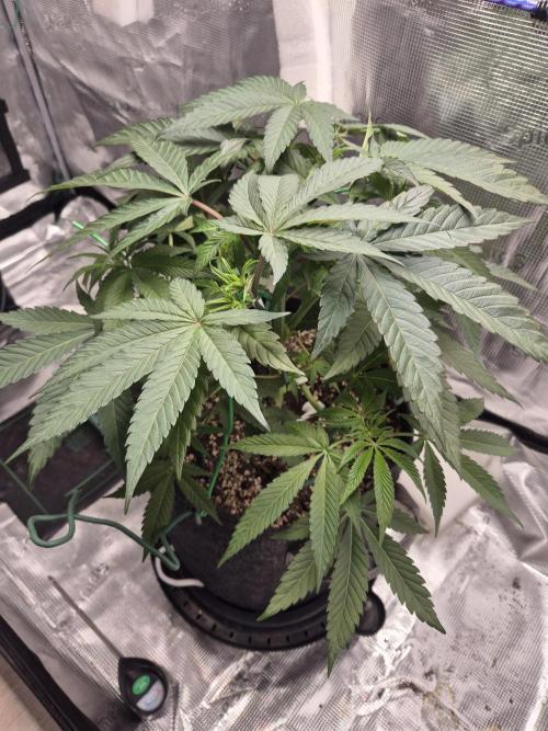 Frozen Marker. Week 5