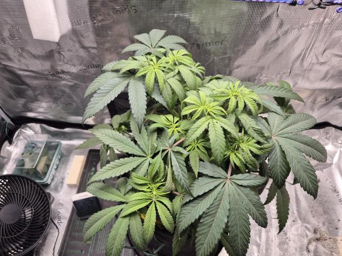 Frozen Marker. Week 5