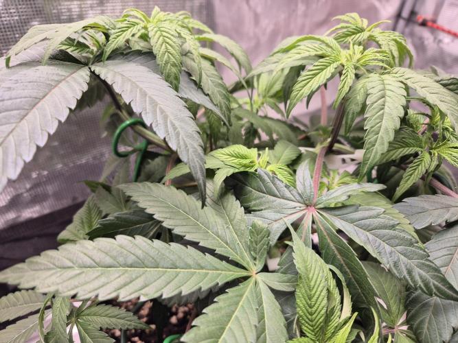 Frozen Marker. Week 5