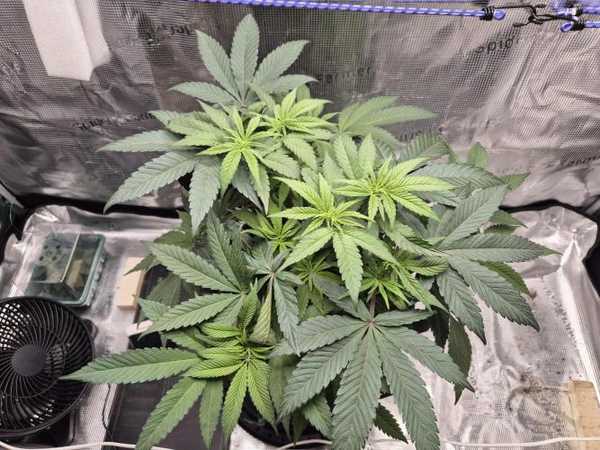 Frozen Marker. Week 5