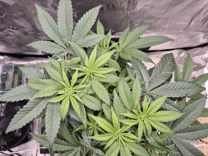 Frozen Marker. Week 5