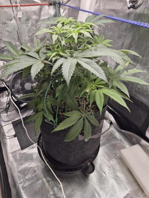 Frozen Marker. Week 5