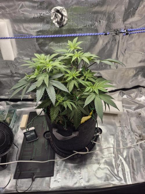 Frozen Marker. Week 6