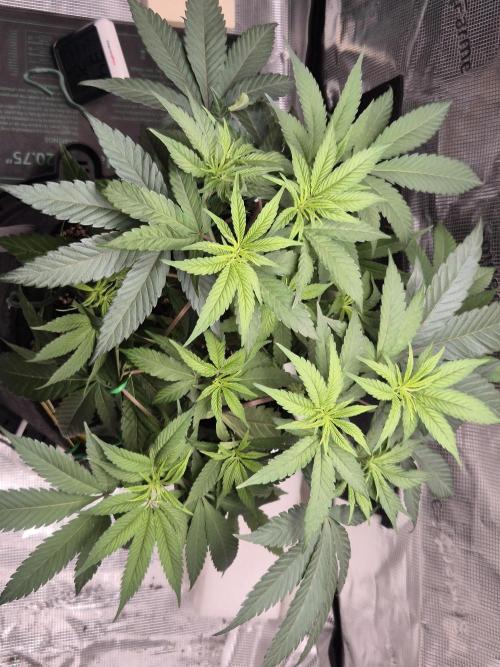 Frozen Marker. Week 6