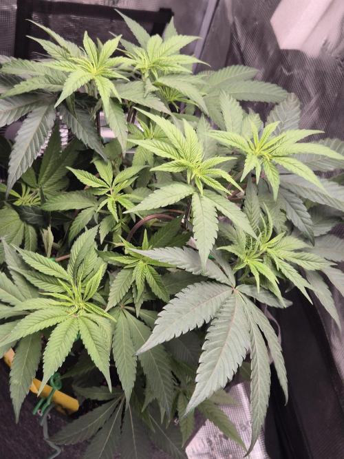 Frozen Marker. Week 6