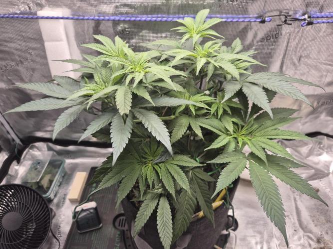 Frozen Marker. Week 6