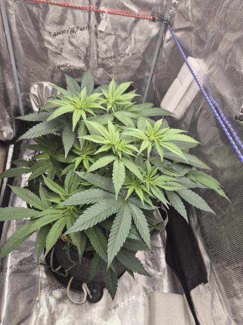 Frozen Marker. Week 6