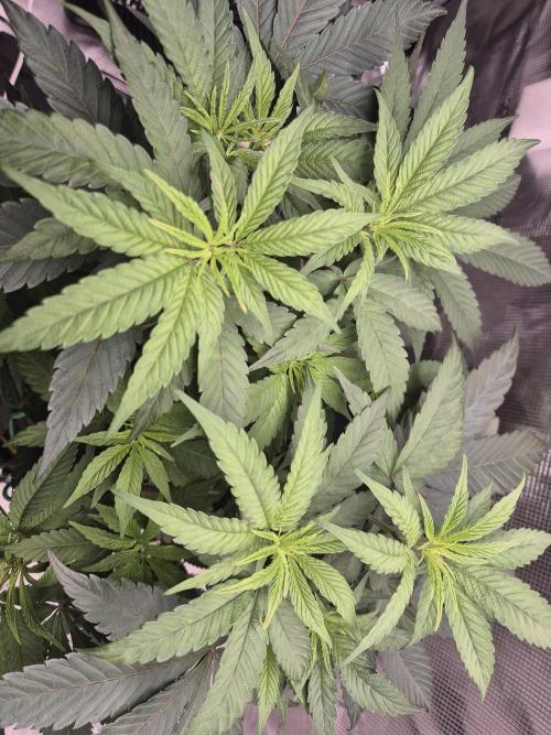 Frozen Marker. Week 6