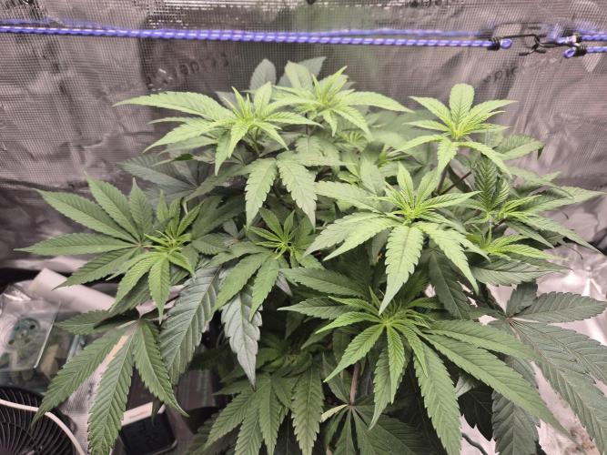 Frozen Marker. Week 6