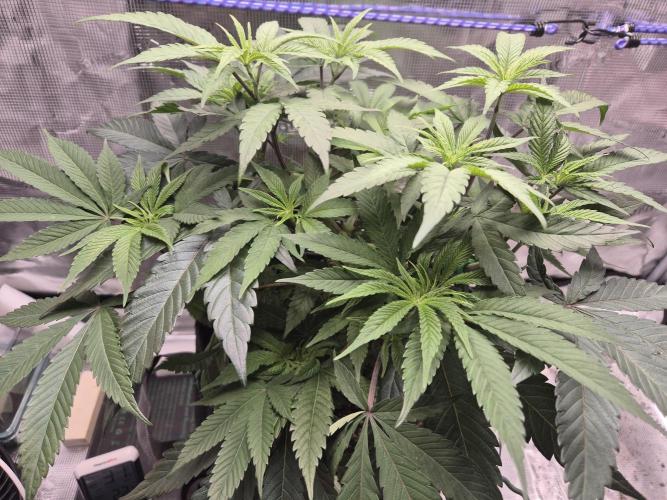 Frozen Marker. Week 6