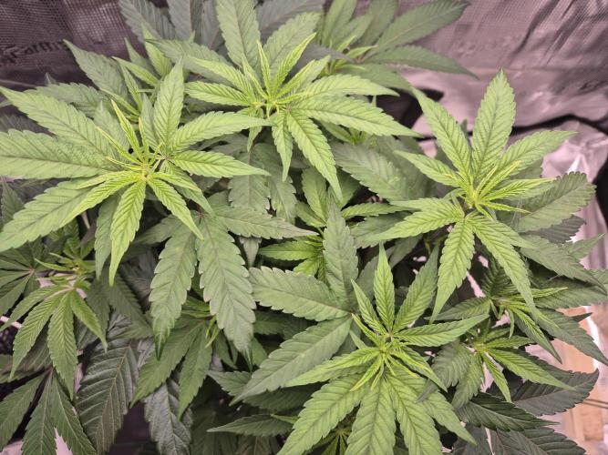 Frozen Marker. Week 6