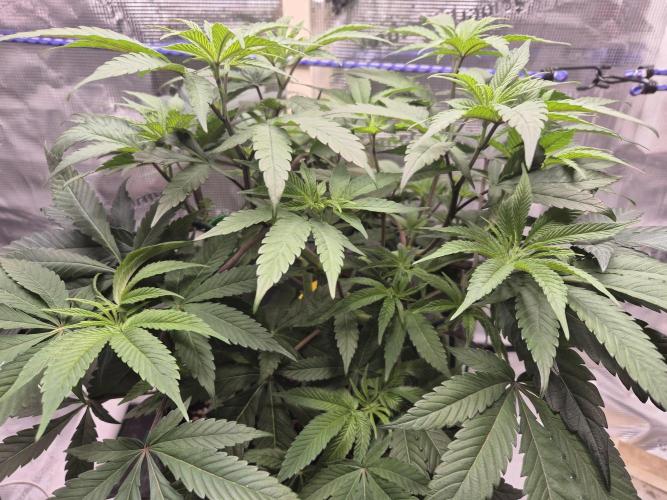 Frozen Marker. Week 6