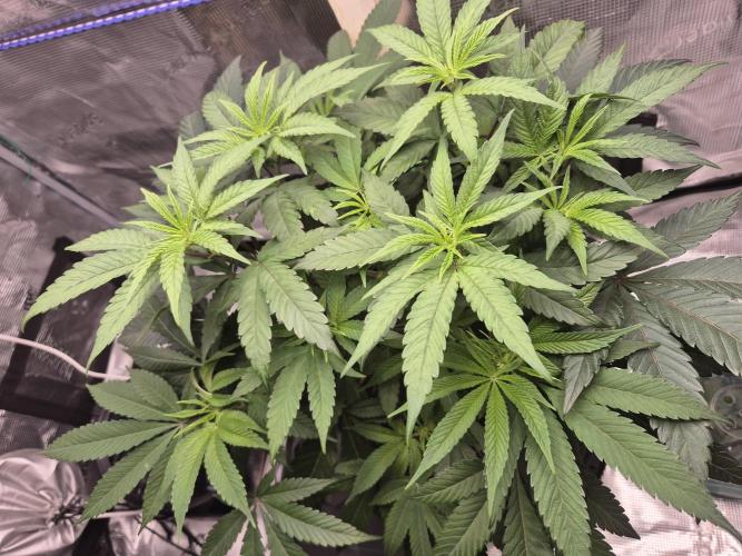 Frozen Marker. Week 6