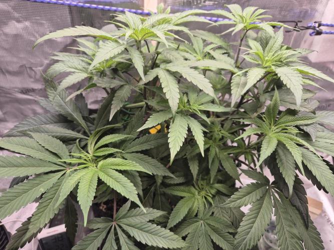 Frozen Marker. Week 6