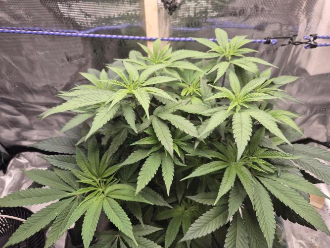 Frozen Marker. Week 6