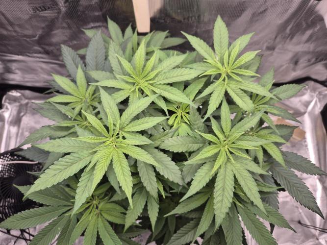 Frozen Marker. Week 6