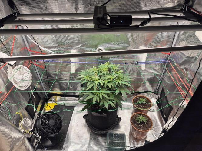 Frozen Marker. Week 6