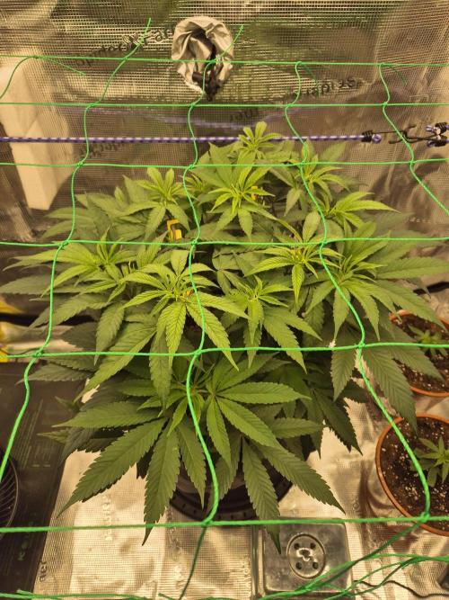 Frozen Marker. Week 6