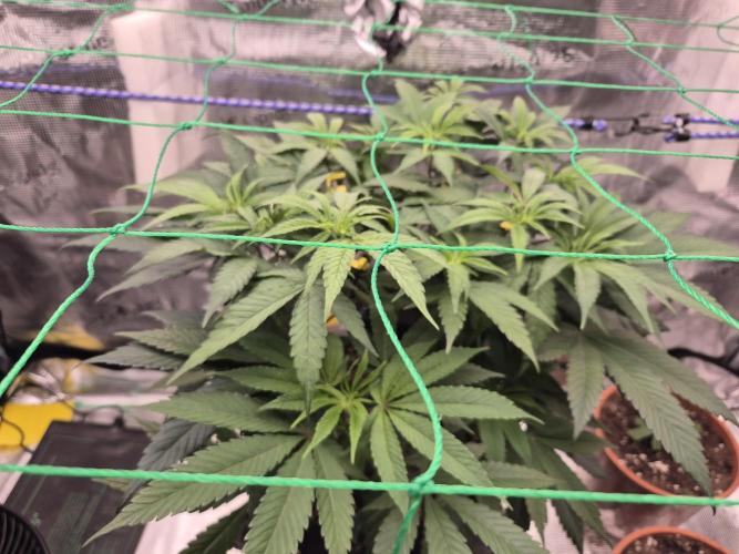 Frozen Marker. Week 6