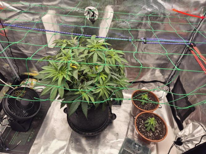 Frozen Marker. Week 6