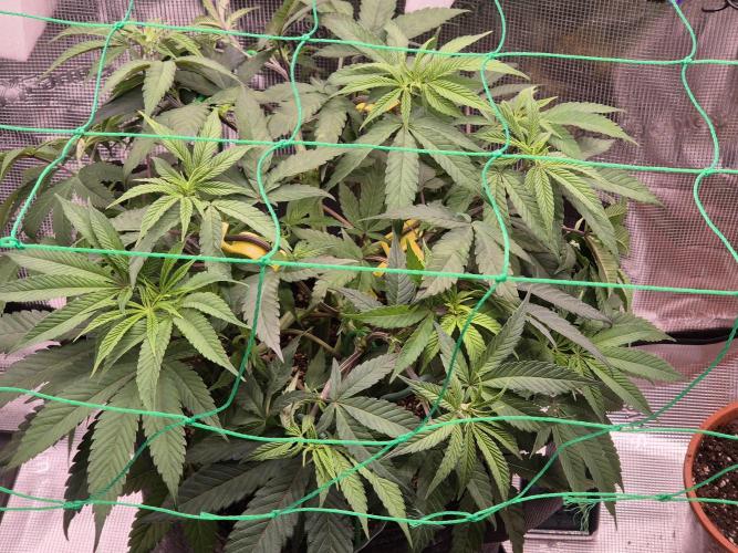 Frozen Marker. Week 6