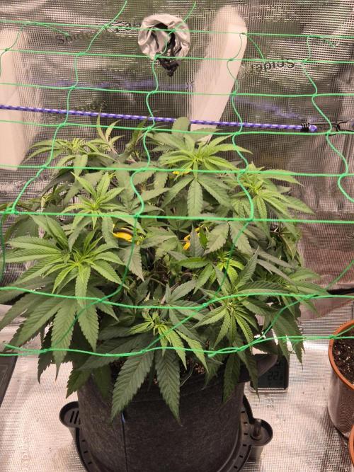 Frozen Marker. Week 6